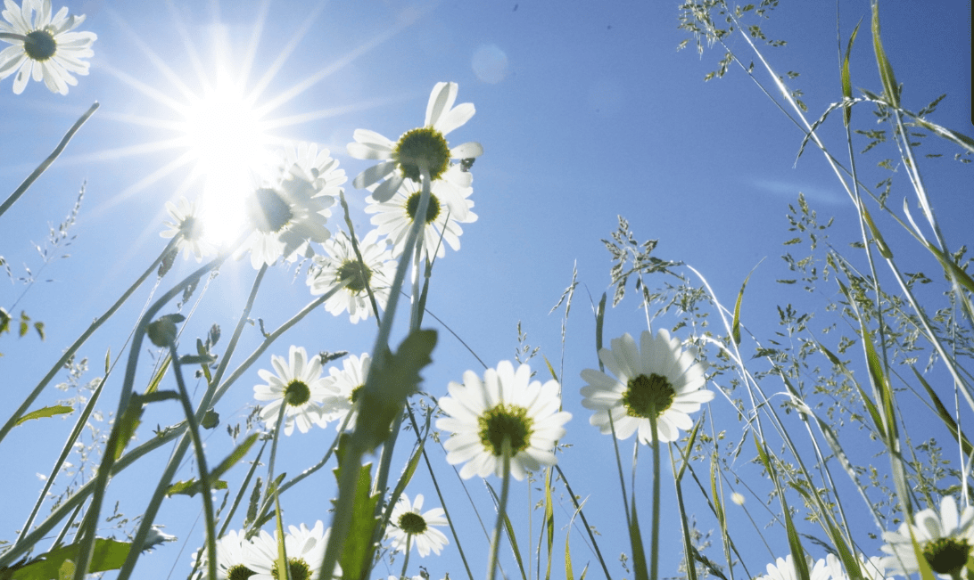 Blumenbild Mai .png